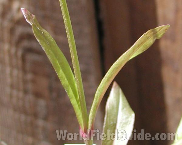 Leaves<br>(Location of Picture: Commerciallly Grown)