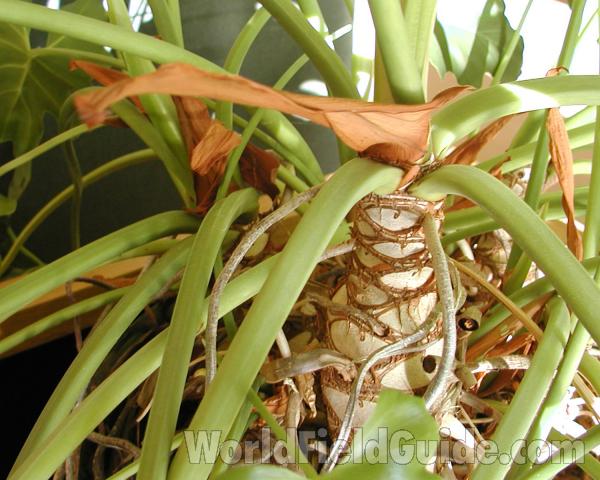 Stalk<br>(Location of Picture: Ornamental, Okanogan, Wa, USA)