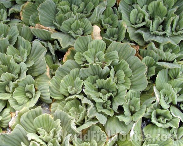 Leaves<br>(Location of Picture: Ornamental, Shady Creek, Washington)