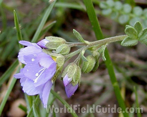 Flower - Sdie View<br>(Location of Picture: Okanogan, Washington, USA, 2006)