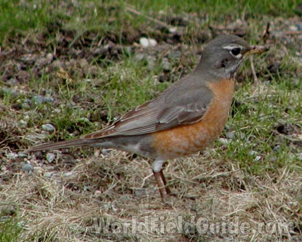Habitat<br>(Location of Picture: Okanogan, Washington, USA, 2006)