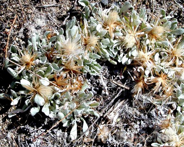 Habitat - Plants in  Seed<br>(Location of Picture: Okanogan, Washignton, USA, 2006)