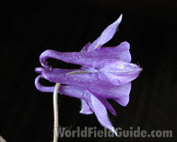 Purple Flower - Side View<br>(Location of Picture: Garden, Leavenworth, Wa, USA, 2006)