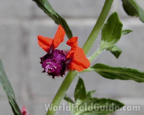 Flower - Front View<br>(Location of Picture: Ornamental, Hamilton Farm, Wa, USA)