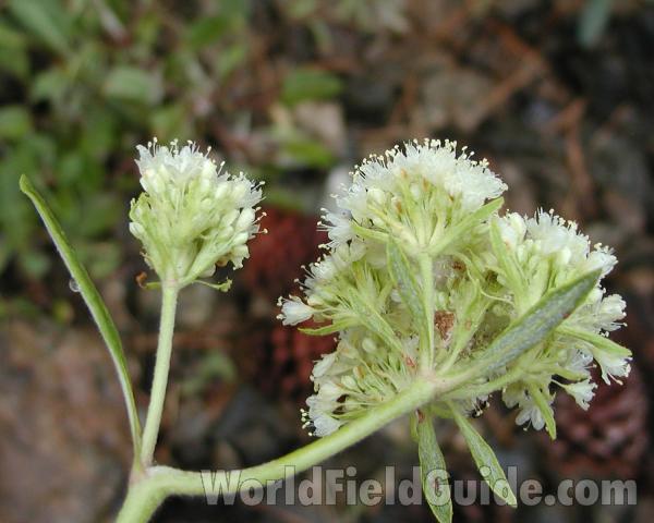 Top of Plant in  BlooM<br>(Location of Picture: Stevens Pass, Washington, USA, 2006)
