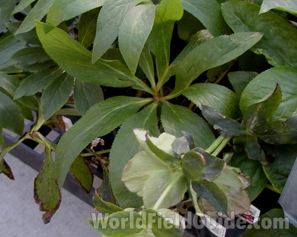 Leaves<br>(Location of Picture: Commercially Grown)