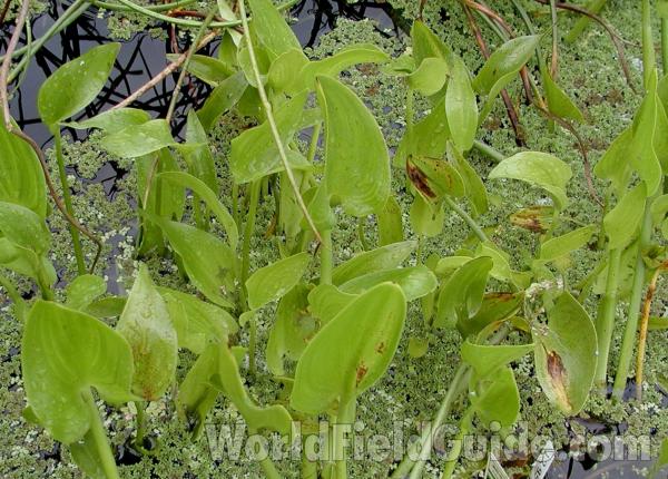 Habitat View<br>(Location of Picture: Nursery, Monroe, Washington, 2006)