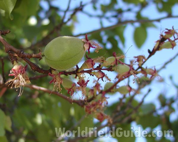 Fruit<br>(Location of Picture: Ornamental, Okanogan, Wa, USA, '06)