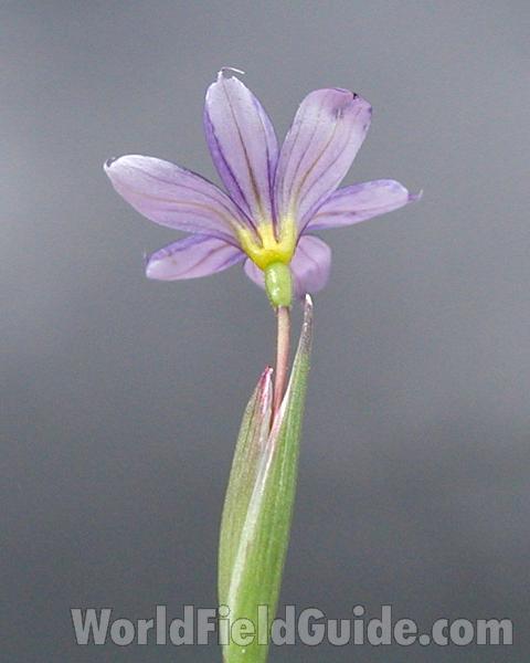 Flower - Rear View<br>(Location of Picture: Okanogan, Washington, USA, 2006)