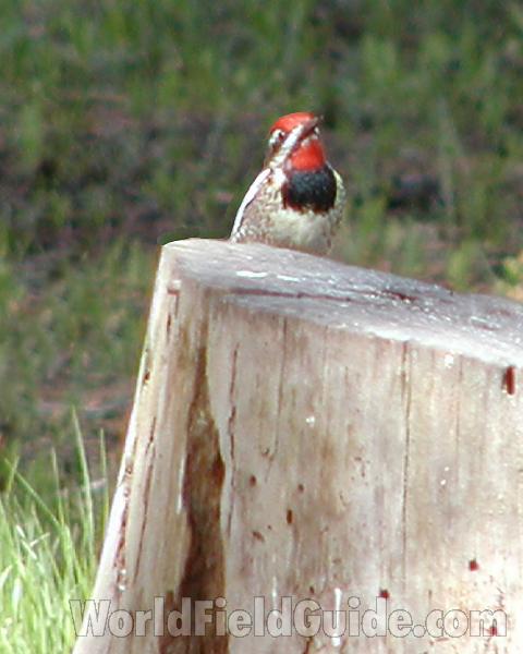 Habitat - Chest View<br>(Location of Picture: Conconully, Washington, USA, 2006)