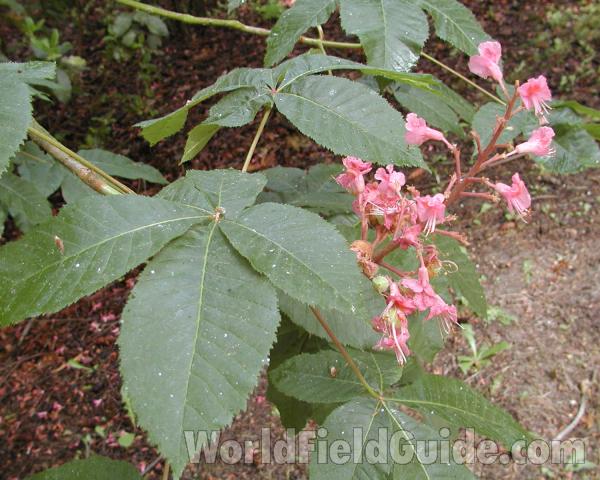 Leaves and Flowers<br>(Location of Picture: Seattle Arboretum, Wa, USA, 2006)