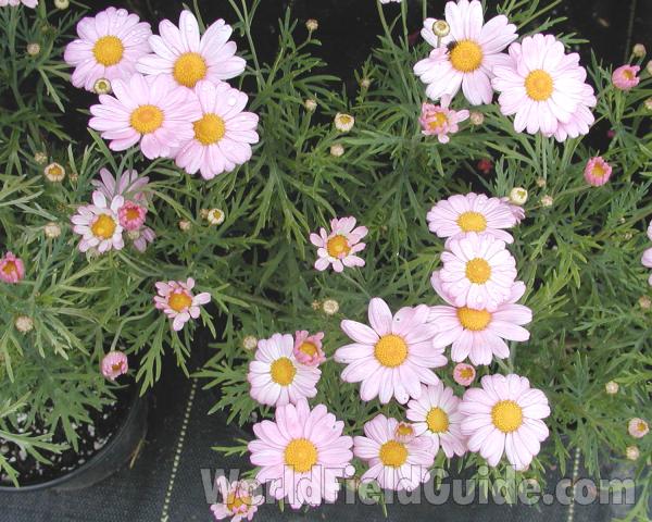 Flowers and Leaves<br>(Location of Picture: Seattle Arboretum, Wa, USA, 2006)
