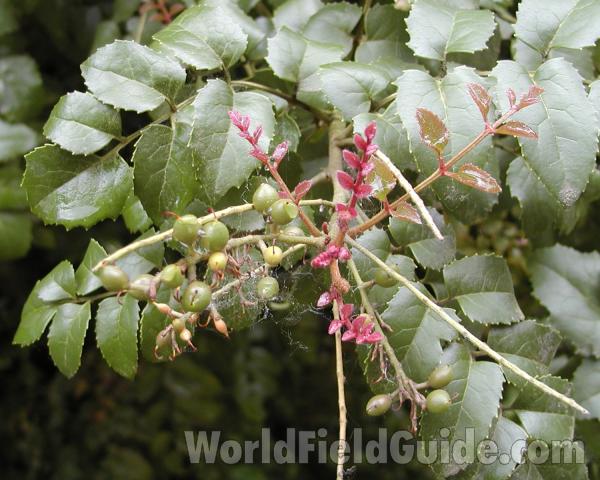 Close View<br>(Location of Picture: Seattle Arboretum, Wa, USA, 2006)