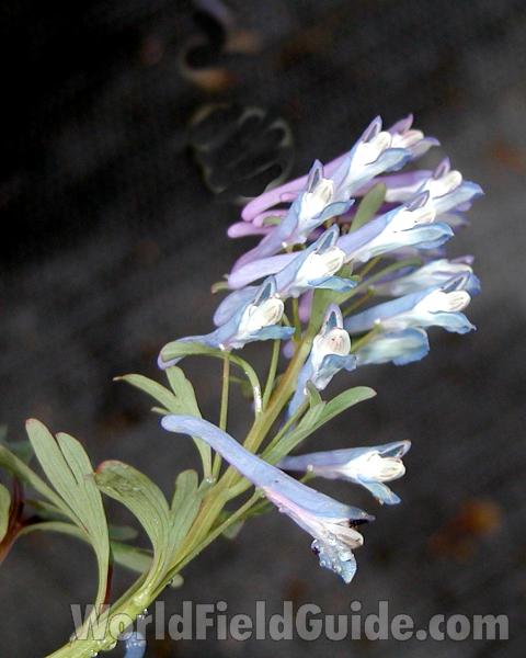 Flowers - Side View<br>(Location of Picture: Seattle Arboretum, Wa, USA, 2006)