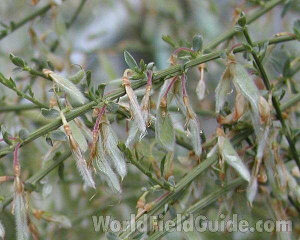 Post Bloom<br>(Location of Picture: Seattle Arboretum, Wa, USA, 2006)