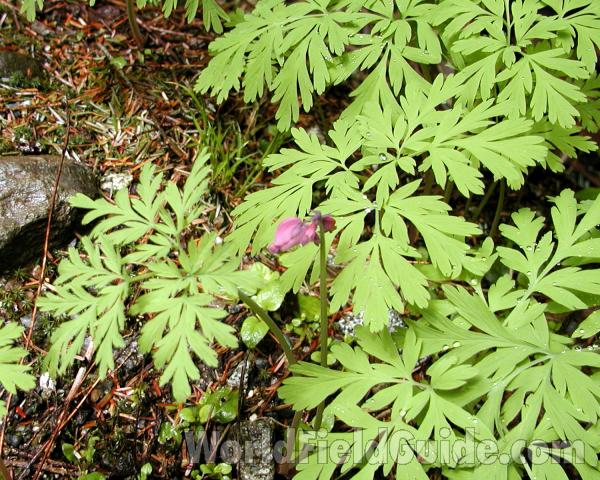 Leaves<br>(Location of Picture: Seattle Arboretum, Wa, USA, 2006)