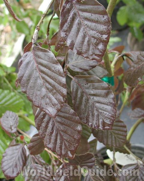 Spring Leaves<br>(Location of Picture: Seattle Arboretum, Wa, USA, 2006)