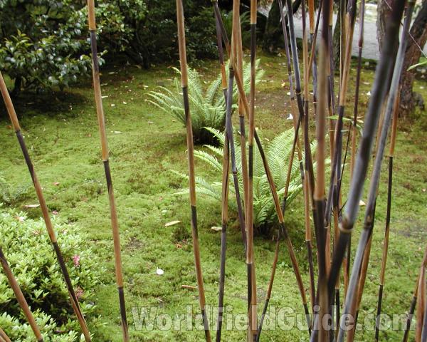 Stems - Closer View<br>(Location of Picture: Seattle Arboretum, Wa, USA, 2006)