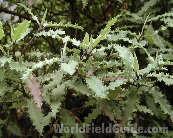 Leaves<br>(Location of Picture: Seattle Arboretum, Wa, USA, 2006)