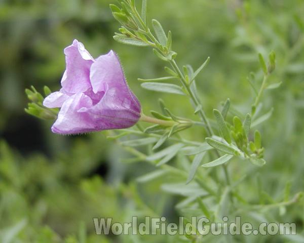 Flower - Side View<br>(Location of Picture: Seattle Arboretum, Wa, USA, 2006)