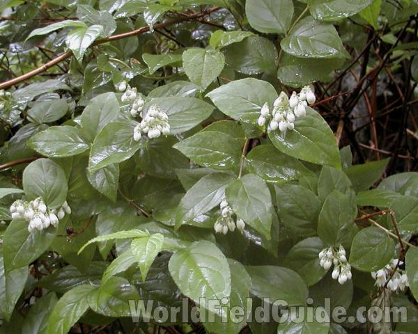 Leaves and Flowers<br>(Location of Picture: Seattle Arboretum, Wa, USA, 2006)