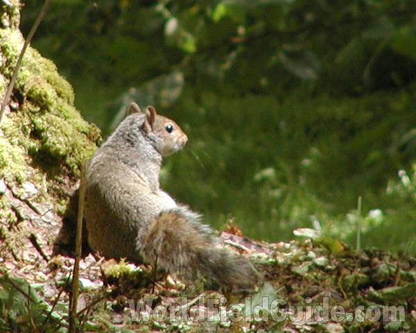 Rear View Showing Head<br>(Location of Picture: Seattle Arboretum, Wa, USA, 2006)
