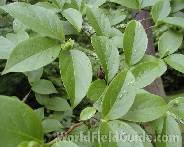 Leaves<br>(Location of Picture: Seattle Arboretum, Wa, USA, 2006)