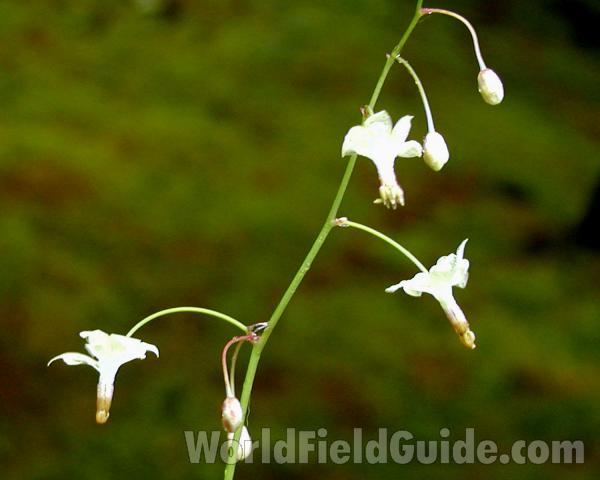 Flower Stalk<br>(Location of Picture: Seattle Arboretum, Wa, USA, 2006)