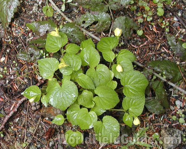 Silhouette<br>(Location of Picture: Seattle Arboretum, Wa, USA, 2006)