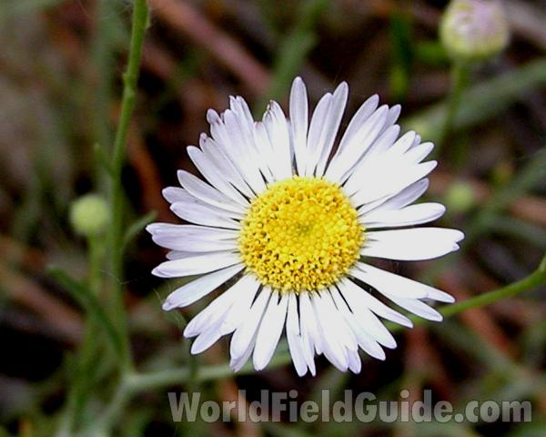 Flower - Front View #2<br>(Location of Picture: Conconully, Washington, USA, 2006)