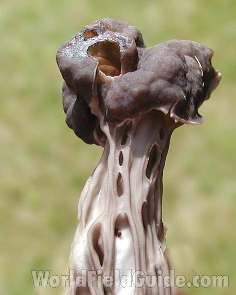 Side View<br>(Location of Picture: Okanogan, Washington, USA, 2006)