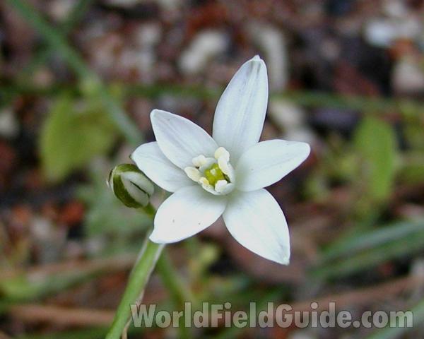 Flower<br>(Location of Picture: Neville Ridge, Washington, USA, '06)