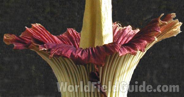 Flower - Close View<br>(Location of Picture: Seattle Arboretum, Wa, USA, 2006)