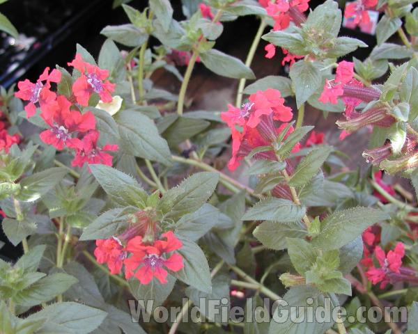 Leaves and Flowers<br>(Location of Picture: Private Garden, Seattle, Wa, 2006)