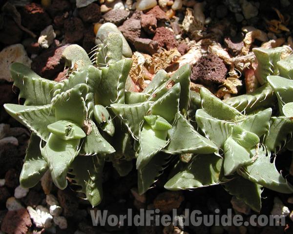 Leaves<br>(Location of Picture: Volunteer Park, Wa, USA, 2006)
