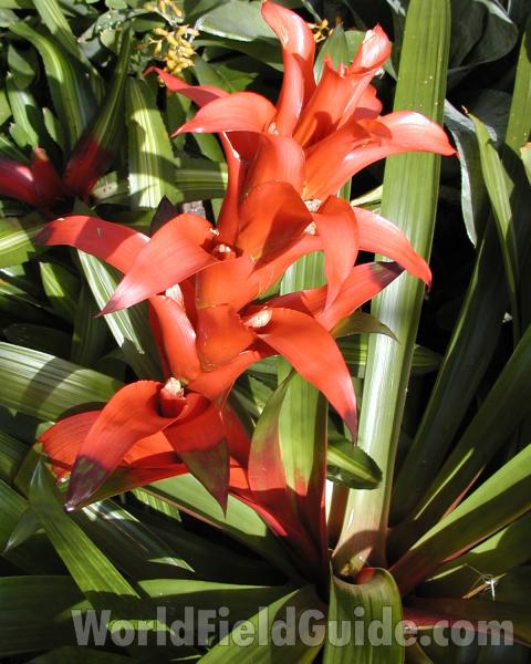 Flowers<br>(Location of Picture: Volunteer Park, Seattle, Wa, 2006)