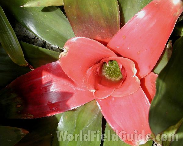 Top View<br>(Location of Picture: Volunteer Park, Seattle, Wa, 2006)