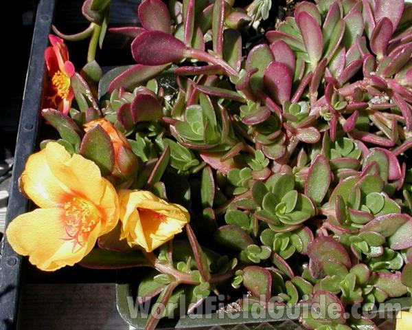 Container Plant<br>(Location of Picture: Private Garden, Seattle, Wa, 2006)