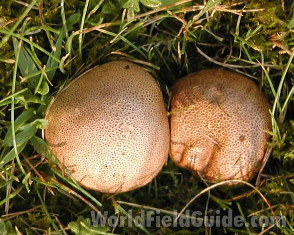 Top View in  Lawn<br>(Location of Picture: Okanogan, Washington, USA, 2006)