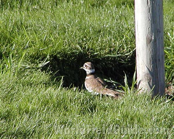 Habitat View<br>(Location of Picture: Omak, Washington, USA, 2006)