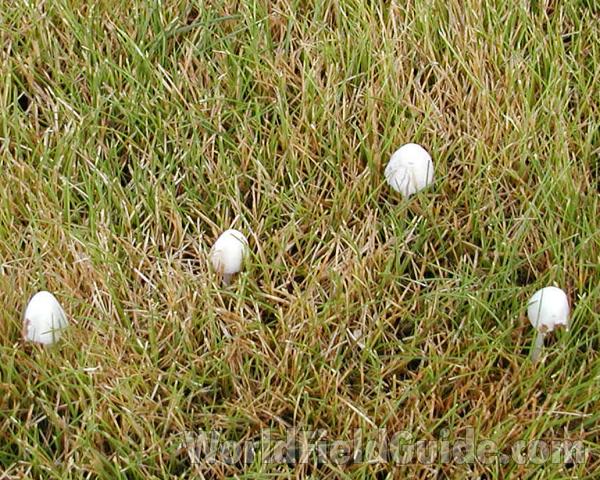Habitat in  Lawn<br>(Location of Picture: Okanogan, Washington, USA, 2006)