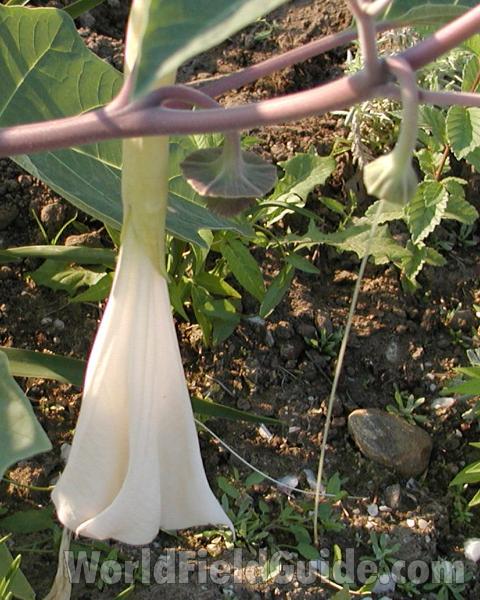 Flower<br>(Location of Picture: Ornamental, Okanogan, Wa, 2006)