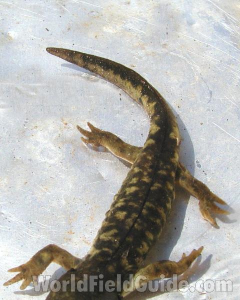 Close View Of Tail<br>(Location of Picture: Coyote Creek, Wa, USA, 2006)