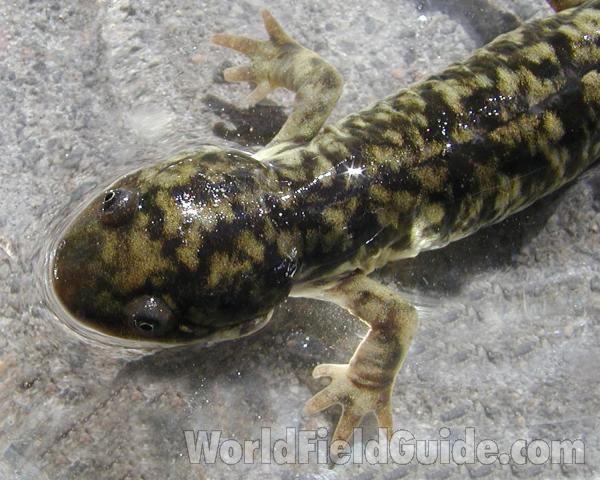 Front Of Animal<br>(Location of Picture: Coyote Creek, Wa, USA, 2006)