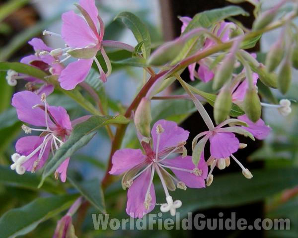 Flowers<br>(Location of Picture: Conconully, Washington, USA, 2006)