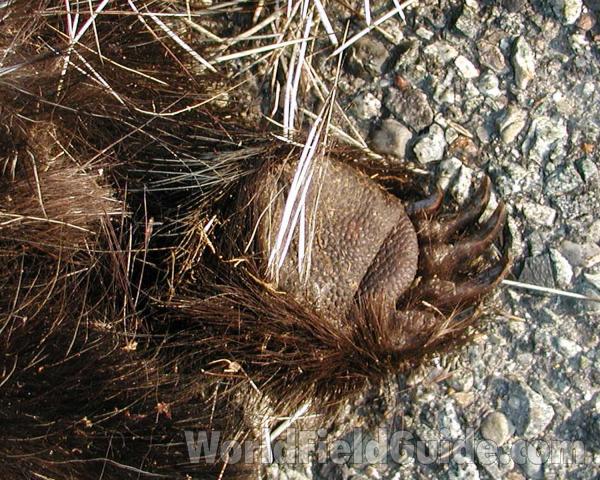 Close View - Foot Underside<br>(Location of Picture: Conconully, Wa, USA, 2006)