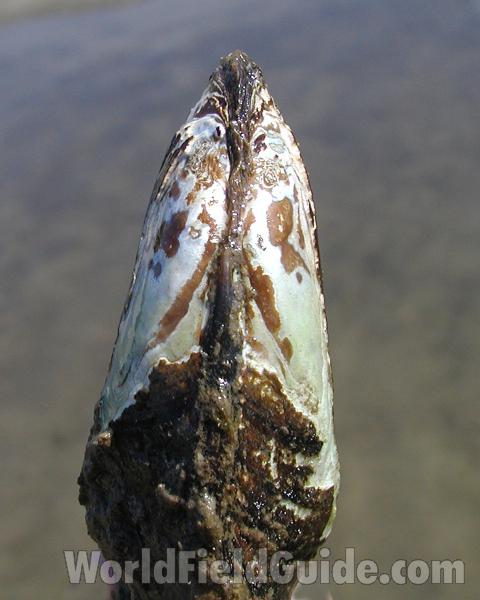Dorsal View<br>(Origin of the Specimen: Okanogan River, Wa, USA, 2006)