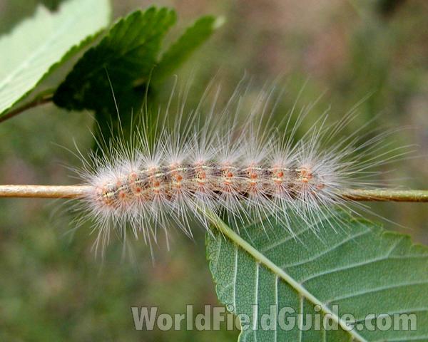 Dorsal View Of Larva<br>(Location of Picture: Near Columbia River, Wa, USA, 2006)