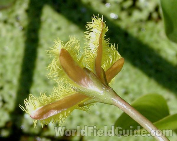 Back View Of Flower<br>(Location of Picture: Ornamental, Shady Creek, Wa, 2006)