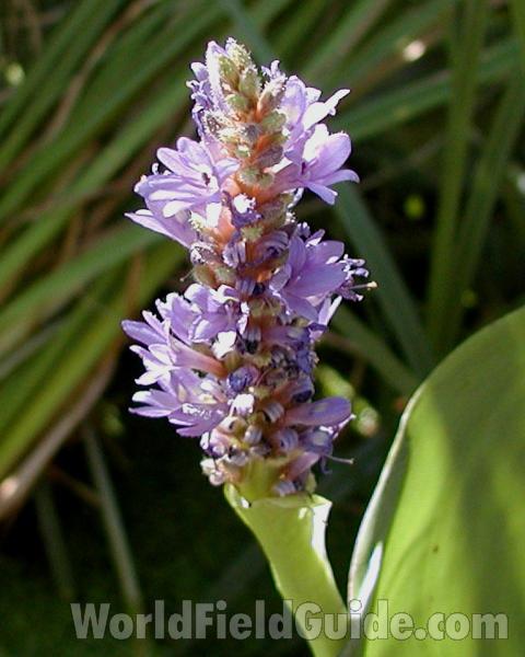 Flower Raceme<br>(Location of Picture: Ornamental, Shady Creek, Wa, USA)
